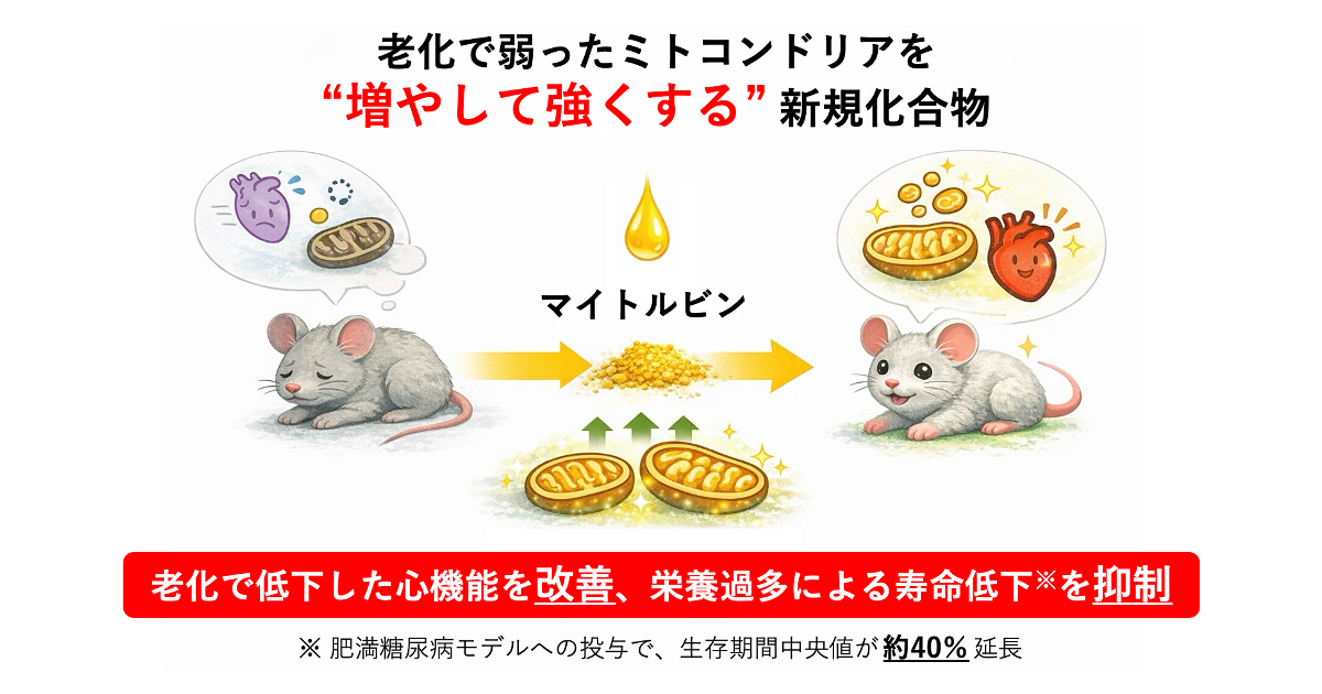 老化で弱ったミトコンドリアを